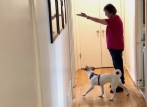 Вход и выход:тренировка у дверей с моим щенком