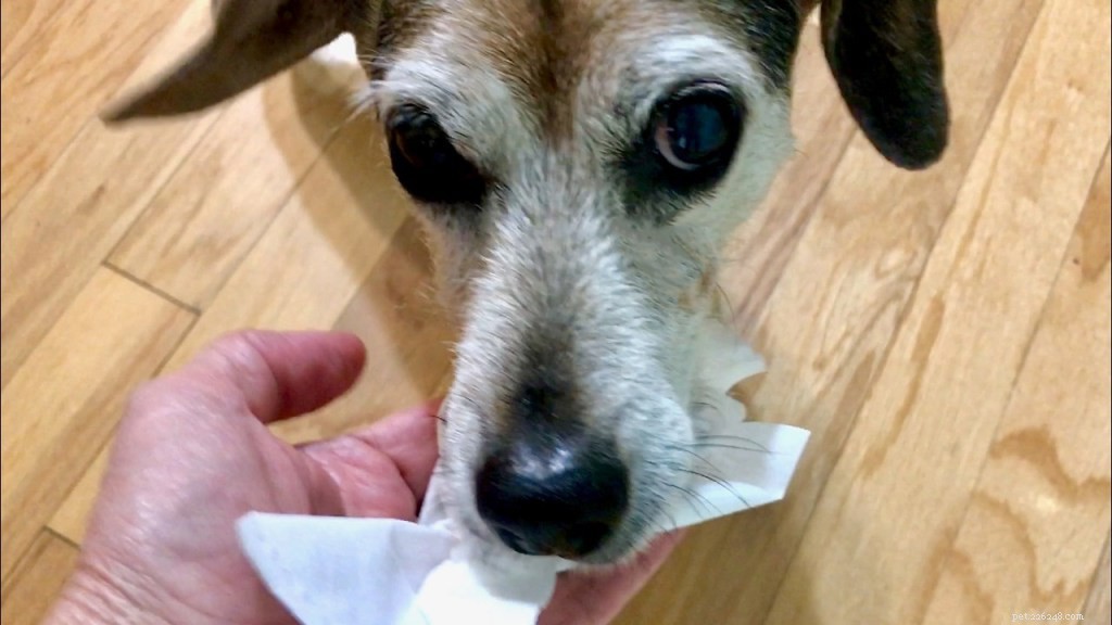 あごを拭いてください！私の犬が自分のよだれをきれいにする方法 