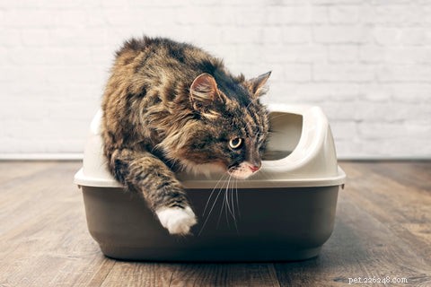 Hur man håller katter borta från disken