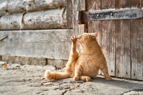Curiosidades sobre gatos laranja