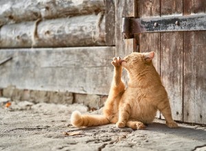 Забавные факты о рыжих кошках