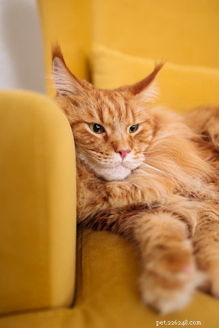 オレンジ色の猫についての楽しい事実 