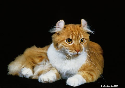Le chat American Curl