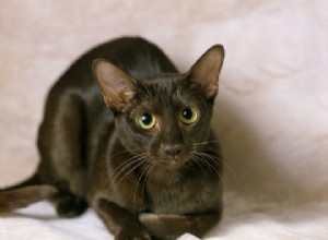 Havanna Brown cat
