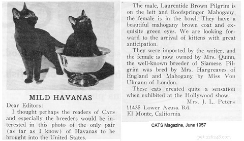 Le chat Havana Brown