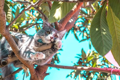 私の猫は木に引っかかっています！私は何をすべきか？ 