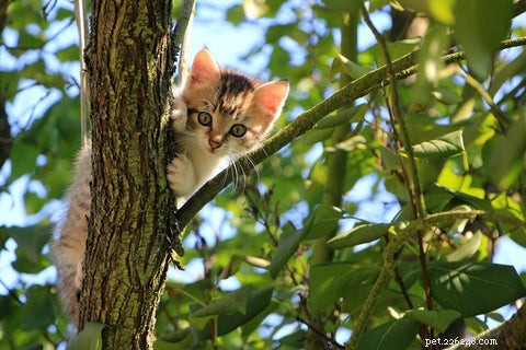 私の猫は木に引っかかっています！私は何をすべきか？ 