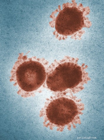 Virus de l immunodéficience féline (FIV) chez le chat