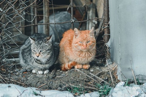 고양이의 고양이 면역결핍 바이러스(FIV) 