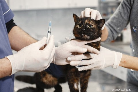 고양이의 고양이 면역결핍 바이러스(FIV) 
