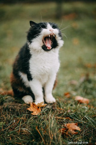 Les bruits que les chats adorent. Les bruits que les chats détestent.