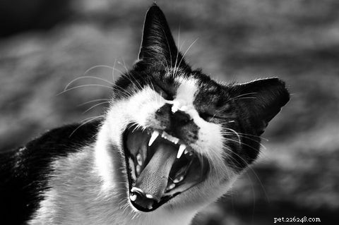 Ljud som katter älskar. Buller Cats Hate.