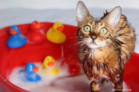 どのように猫を入浴させますか？ 