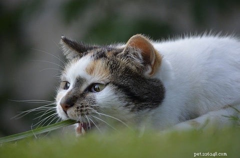 なぜ猫は草を食べてから吐くのですか？ 