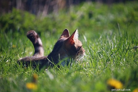 Waarom eten katten gras en geven ze dan over?