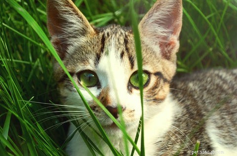 Varför äter katter gräs och spyr sedan upp?