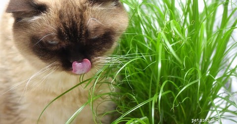 고양이가 풀을 먹고 토하는 이유는 무엇입니까?