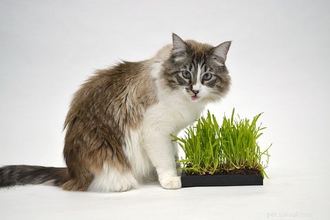 Por que os gatos comem grama e depois vomitam?