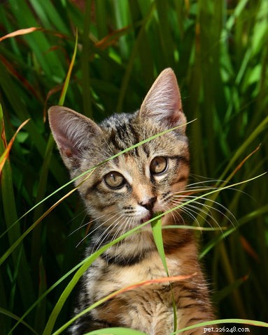 Pourquoi les chats mangent-ils de l herbe puis vomissent ?