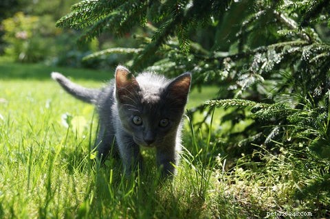 Waarom eten katten gras en geven ze dan over?