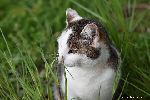 고양이가 풀을 먹고 토하는 이유는 무엇입니까?