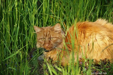 Proč kočky žerou trávu a pak zvracejí?