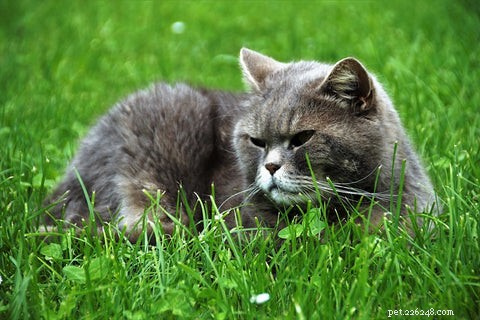 Varför äter katter gräs och spyr sedan upp?