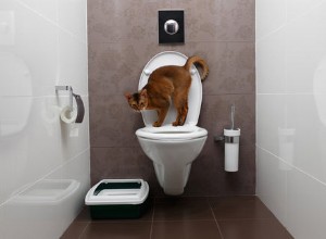 トイレの臭いを抑える方法 