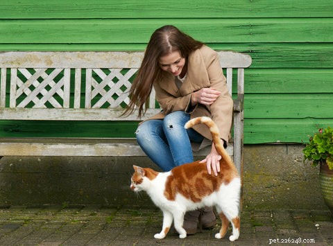 5 cose che facciamo che i nostri gatti odiano