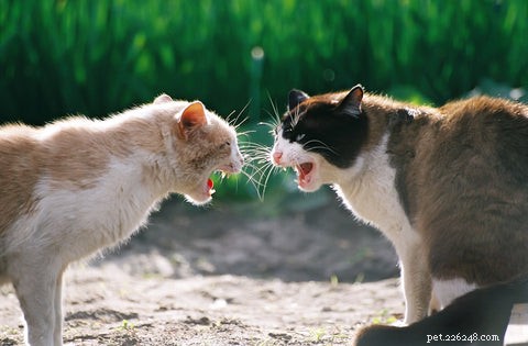 5 věcí, které děláme a které naše kočky nenávidí