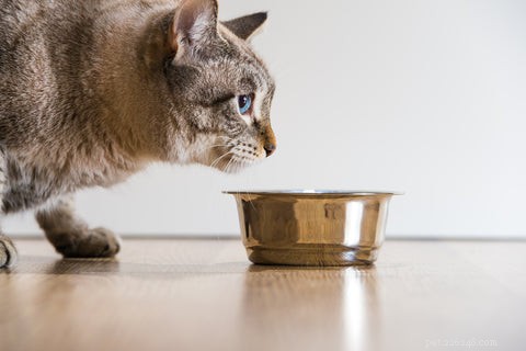 猫が食べ物を覆ったり埋めたりしようとするのはなぜですか？ 