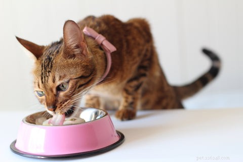 猫が食べ物を覆ったり埋めたりしようとするのはなぜですか？ 