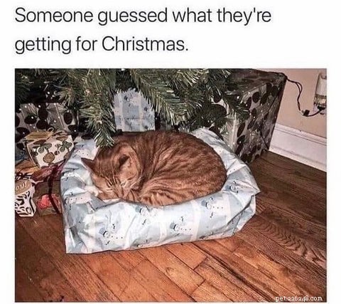 Os memes e desenhos animados mais hilários de gatos de Natal