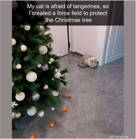 最も陽気なクリスマスの猫のミームと漫画 