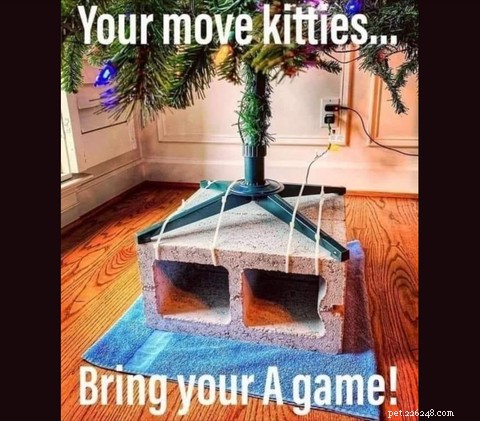 I più esilaranti meme e cartoni animati sui gatti di Natale