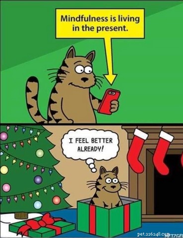 I più esilaranti meme e cartoni animati sui gatti di Natale