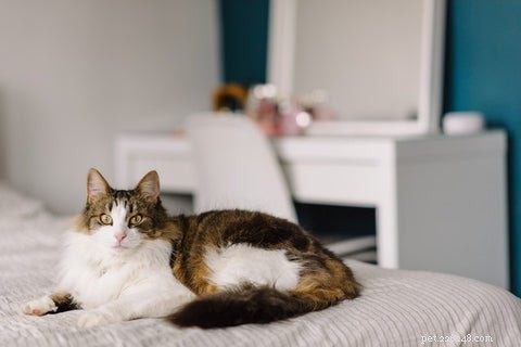 猫がベッドでおしっこをしているのはなぜですか？ 