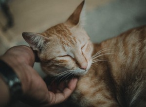 Comment caresser un chat