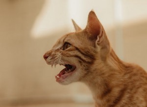 고양이가 으르렁거리는 이유는 무엇입니까?