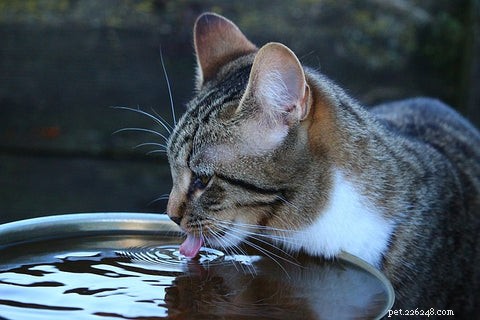 내 고양이는 왜 그릇에서 물을 마시지 않습니까?