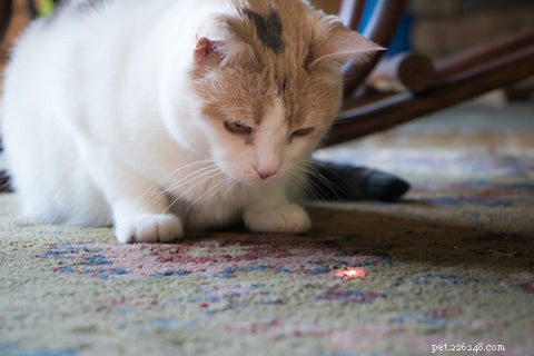 Varför är katter besatta av laserpekare?