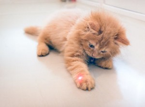 Почему кошки так одержимы лазерными указками?