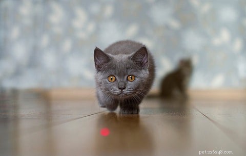 Waarom zijn katten geobsedeerd door laserpointers?