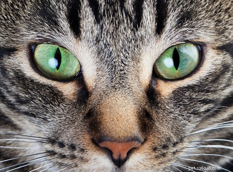 Varför är katter besatta av laserpekare?