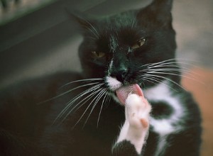 Överdriven skötsel hos katter
