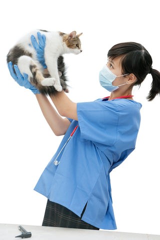 あなたの猫が病気であるかどうかをどうやって知るのですか？ 