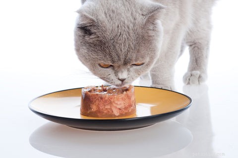 Varför tar min katt mat ur sin skål för att äta?