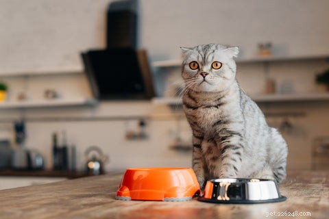 Varför tar min katt mat ur sin skål för att äta?