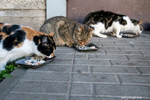 猫がボウルから食べ物を取り出して食べるのはなぜですか？ 