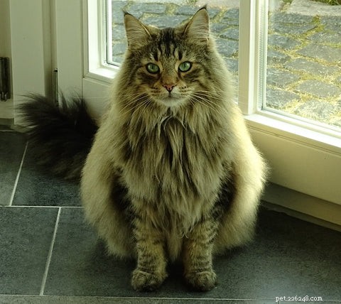 Co je norská lesní kočka?